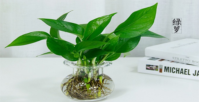 客廳內(nèi)的植物擺放也會影響我們的運勢！